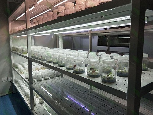 江阴植物组织培养实验室设计建设方案